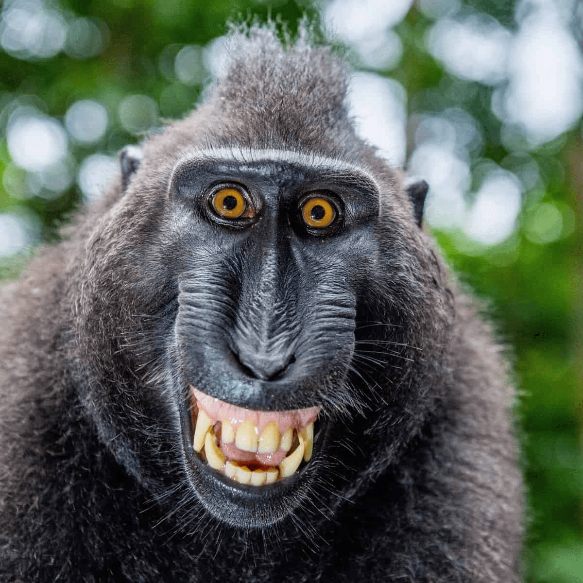 6 février – Γεια σας αγαπητοί φίλοι της&nbsp;πεζογέφυρας!